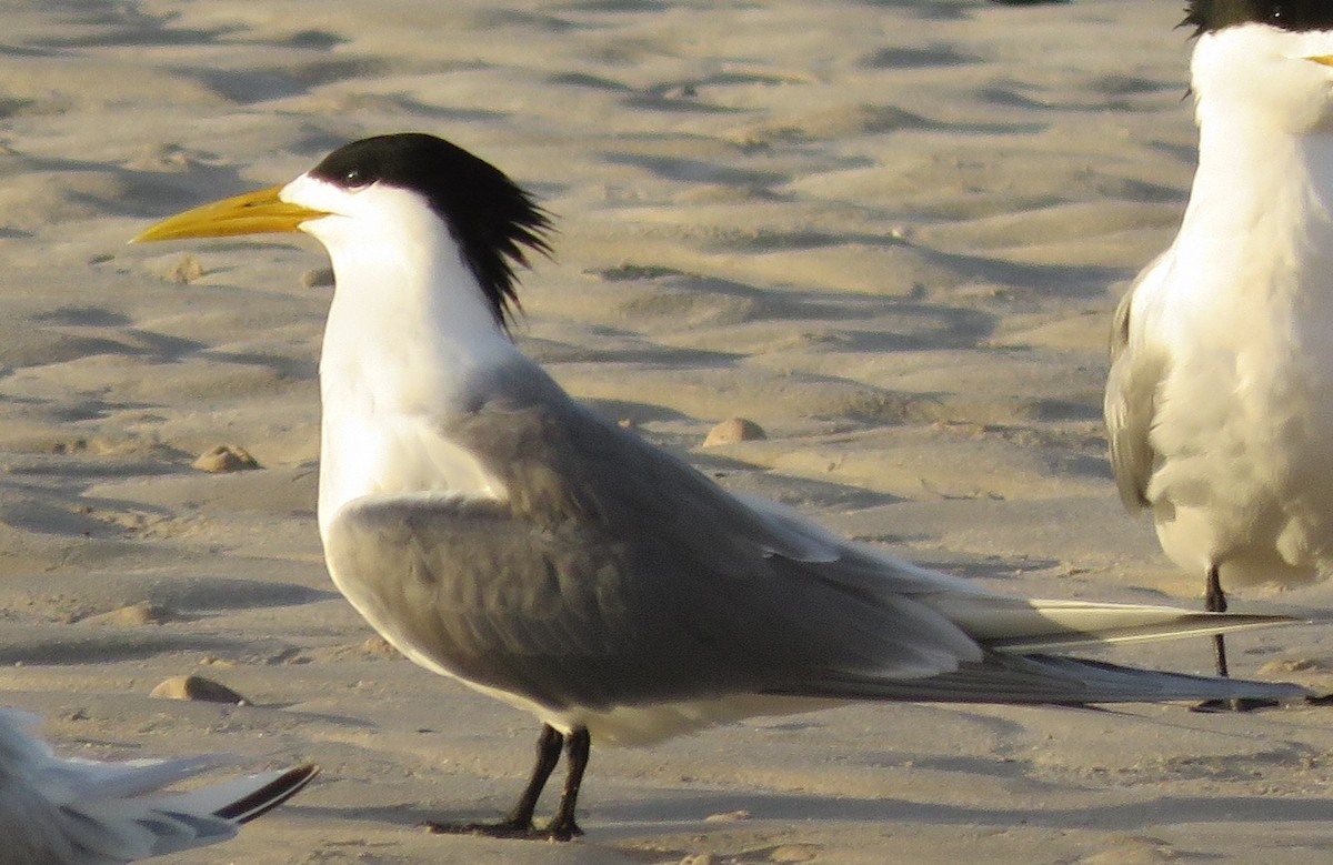 Great Crested Tern - ML646788658