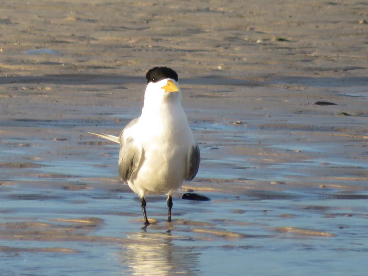Great Crested Tern - ML646788659