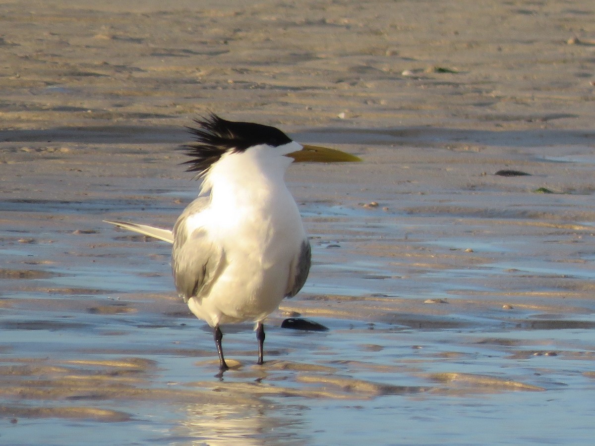 Great Crested Tern - ML646788660
