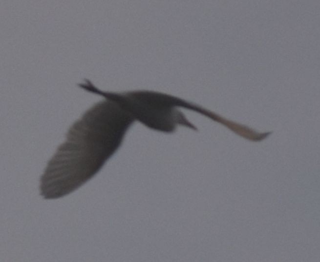 Koartzatxo itzaina - ML646788661