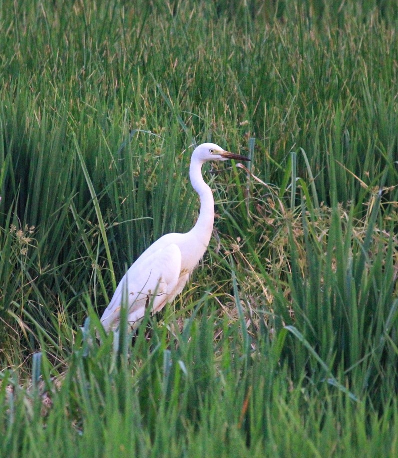 Medium Egret - ML646788662