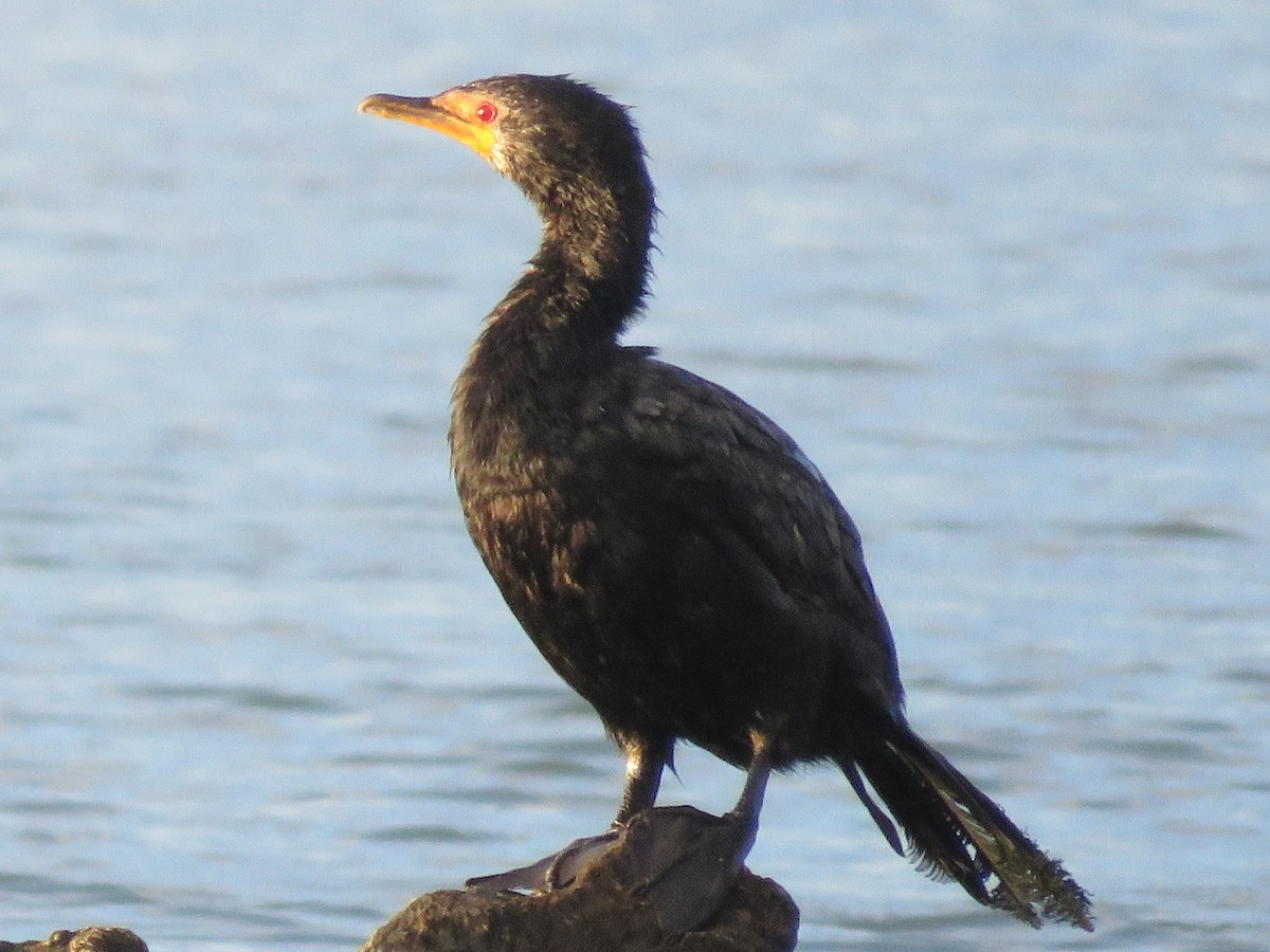 Ubarroi buztanluzea - ML646788663