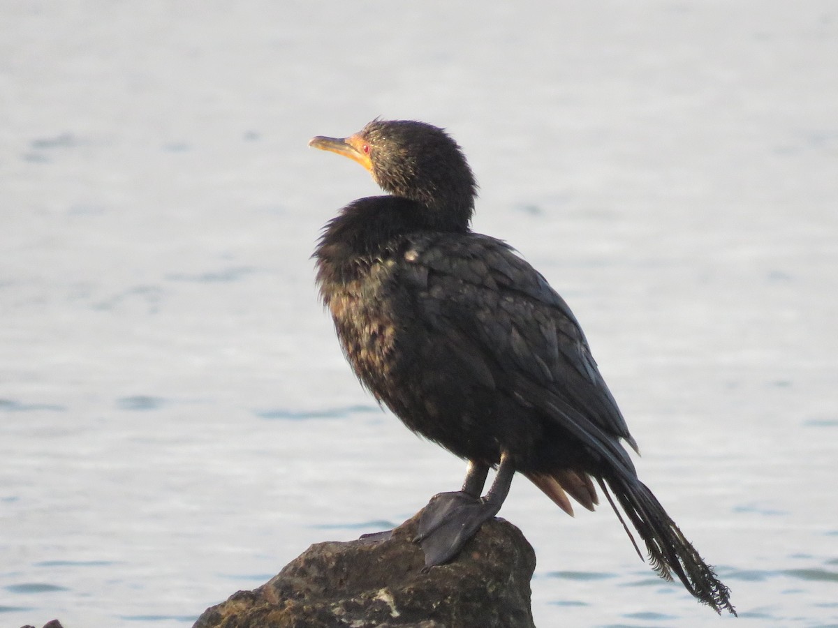 Ubarroi buztanluzea - ML646788664