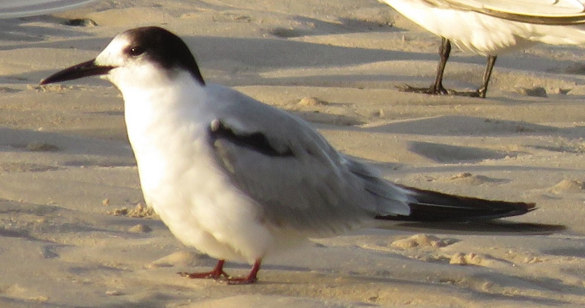 Txenada arrunta - ML646788665