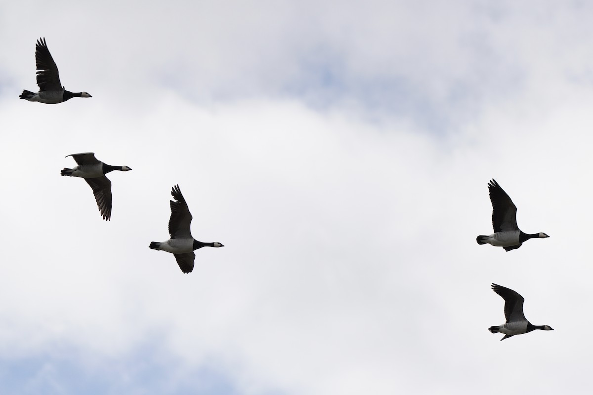 Branta musuzuria - ML646788667