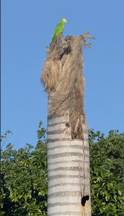 Yellow-headed Amazon - ML646788668