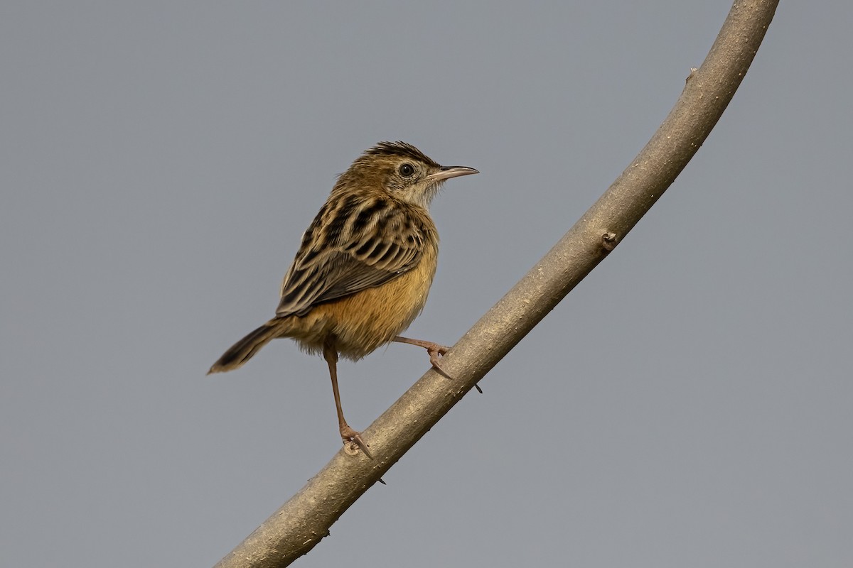 Ihi-txoria - ML646788669