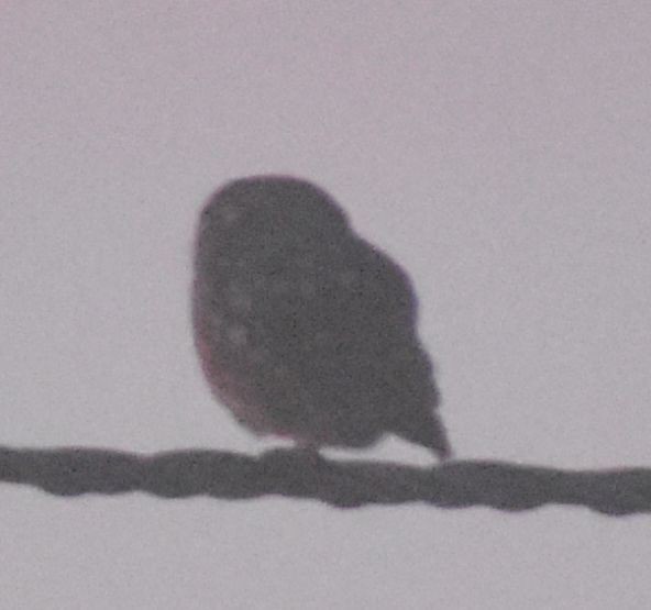 Mozolo arrunta - ML646788671