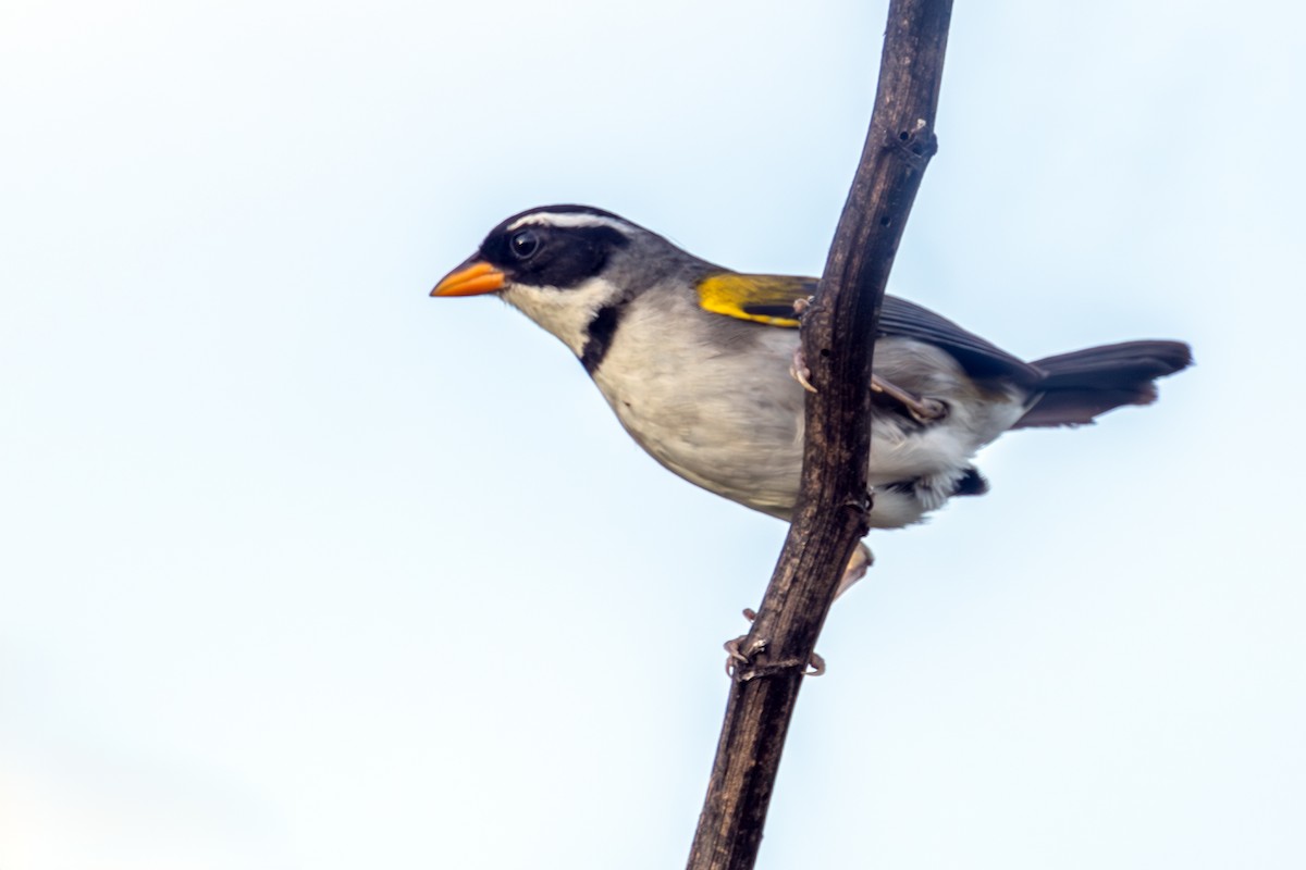 Saffron-billed Sparrow - ML646788672