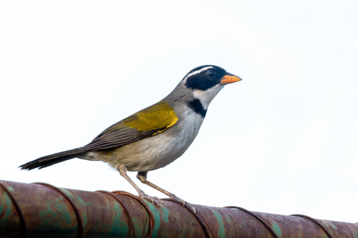 Saffron-billed Sparrow - ML646788673