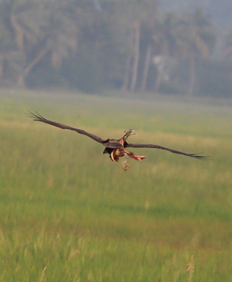 Zingira-mirotz eurasiarra - ML646788674