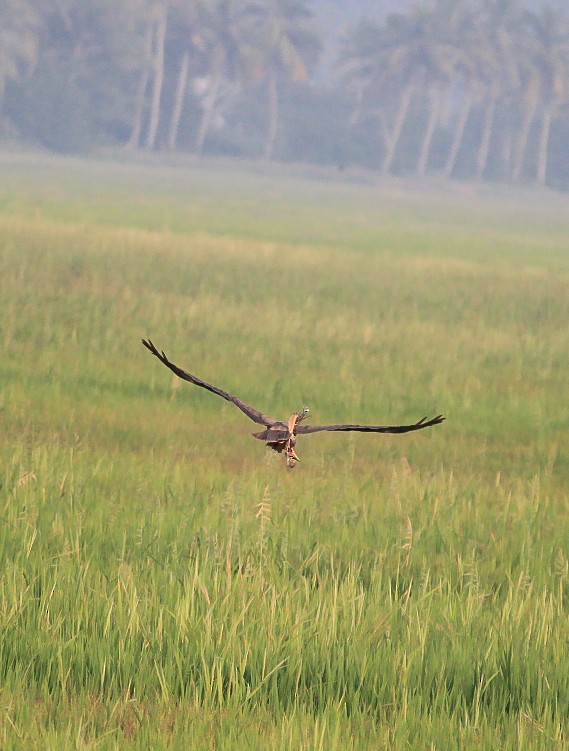 Zingira-mirotz eurasiarra - ML646788676