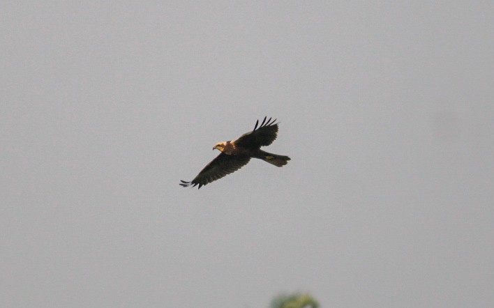 Zingira-mirotz eurasiarra - ML646788677