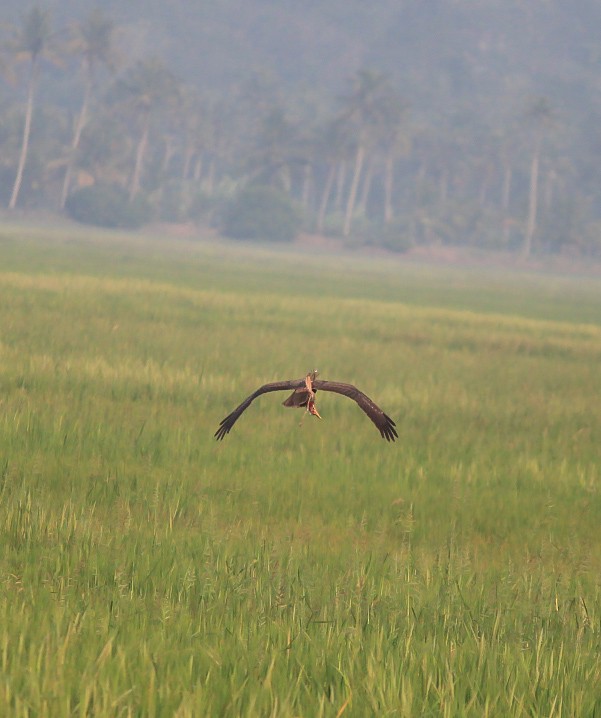 Zingira-mirotz eurasiarra - ML646788678