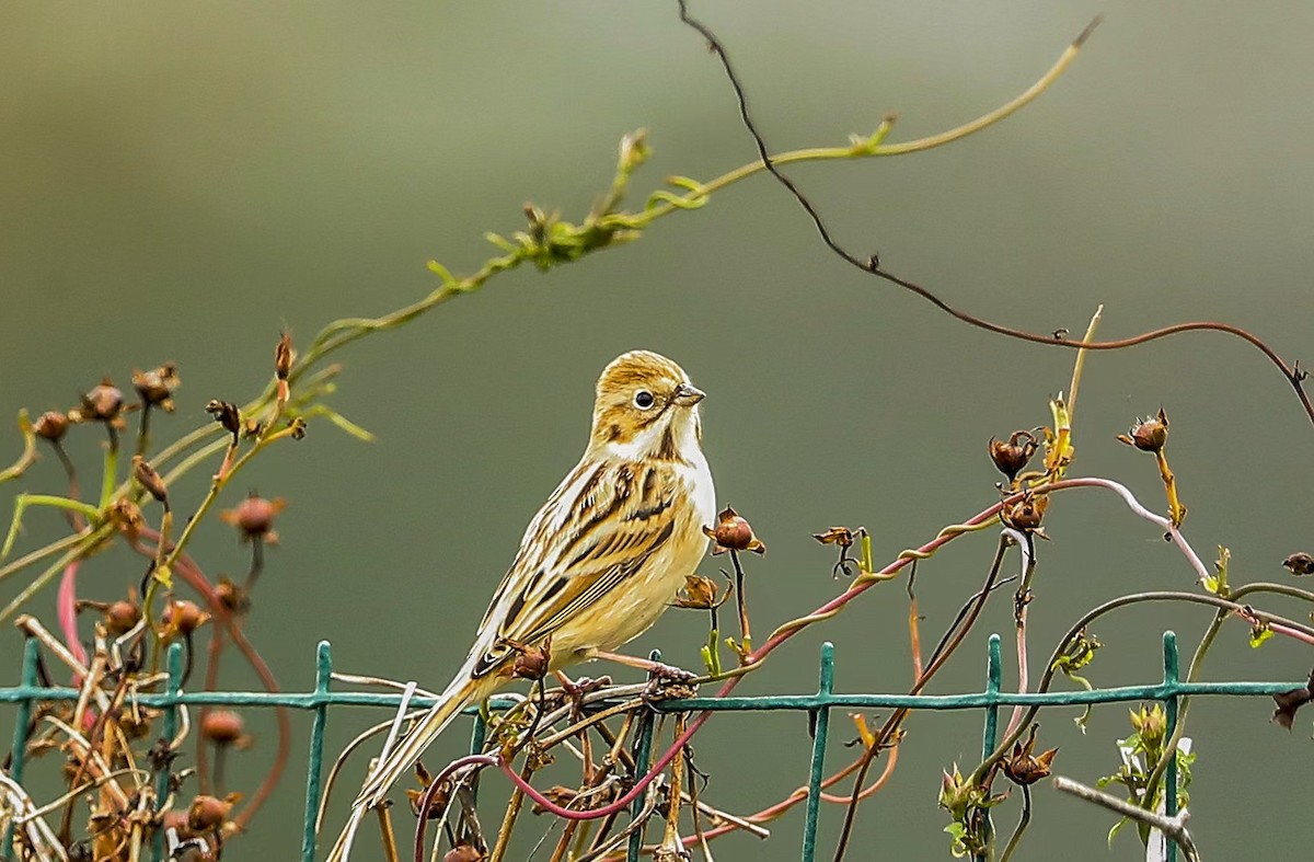 Tundra-berdantza - ML646788679