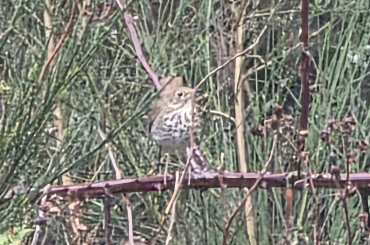 Hermit Thrush - ML646788680