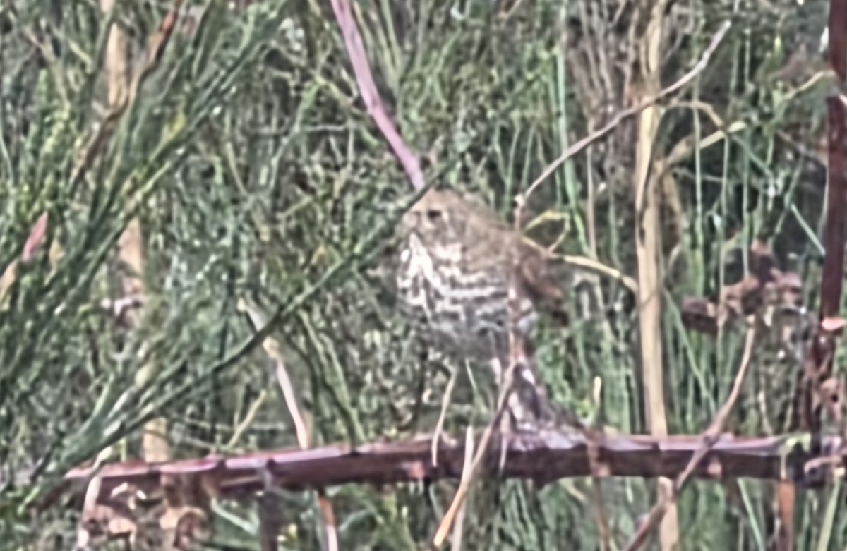 Hermit Thrush - ML646788681