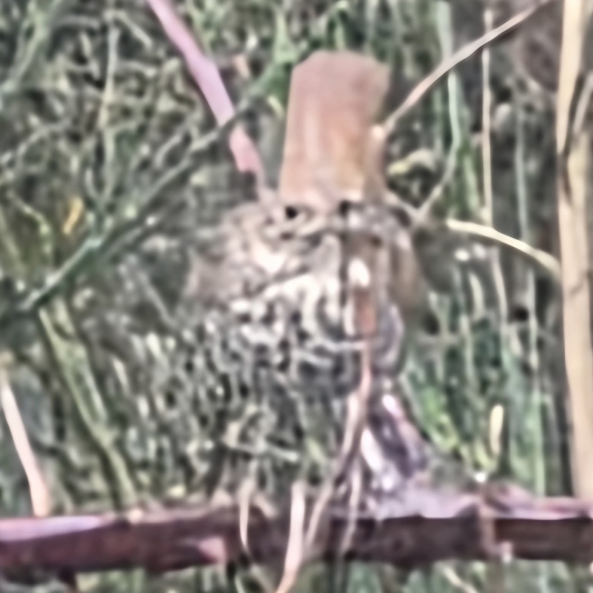 Hermit Thrush - ML646788682