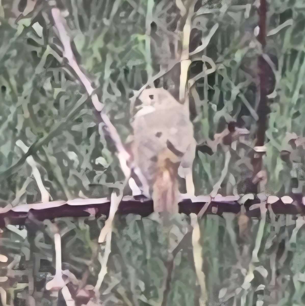 Hermit Thrush - ML646788683