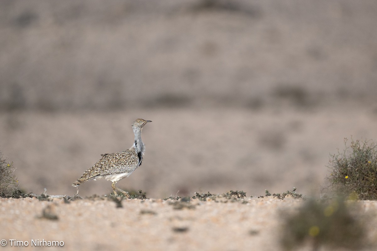 Hubara basoilo afrikarra - ML646788684