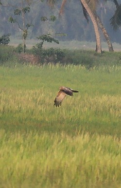 Mirotza sp. - ML646788685