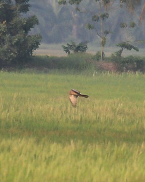 Mirotza sp. - ML646788686