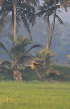 Mirotza sp. - ML646788687