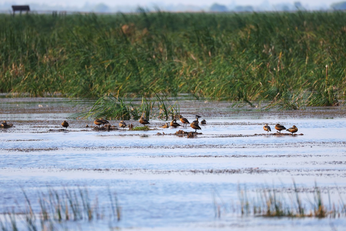 Zuhaitz-ahate javatarra - ML646788689