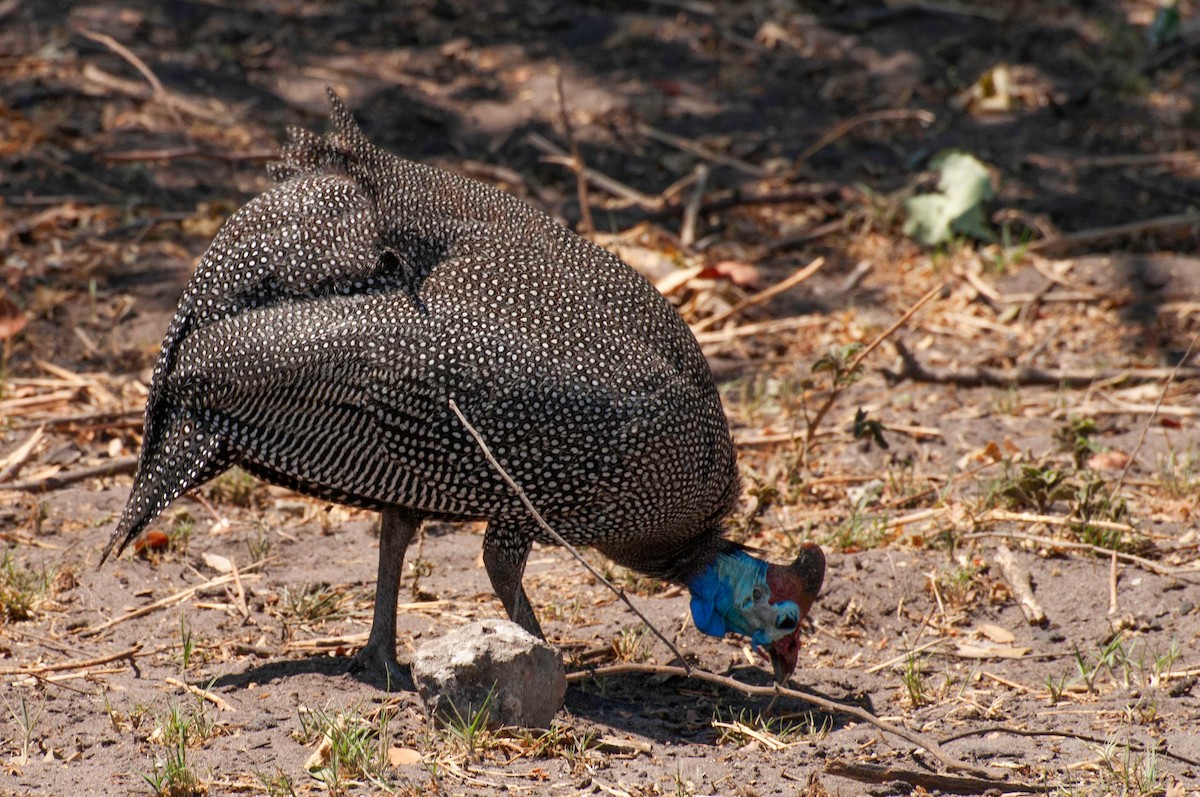 Pintada arrunta - ML646788691