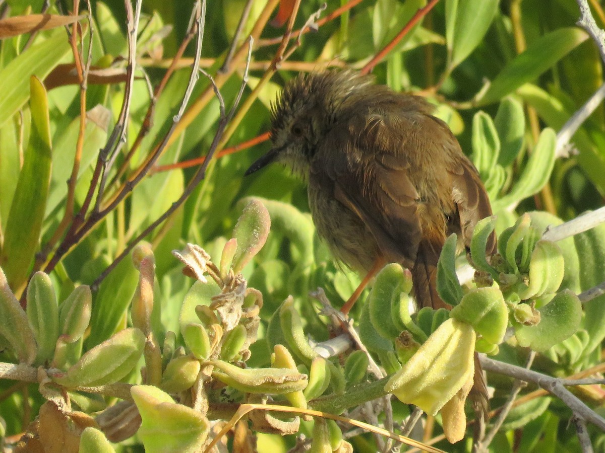 Karoo Prinia - ML646788693