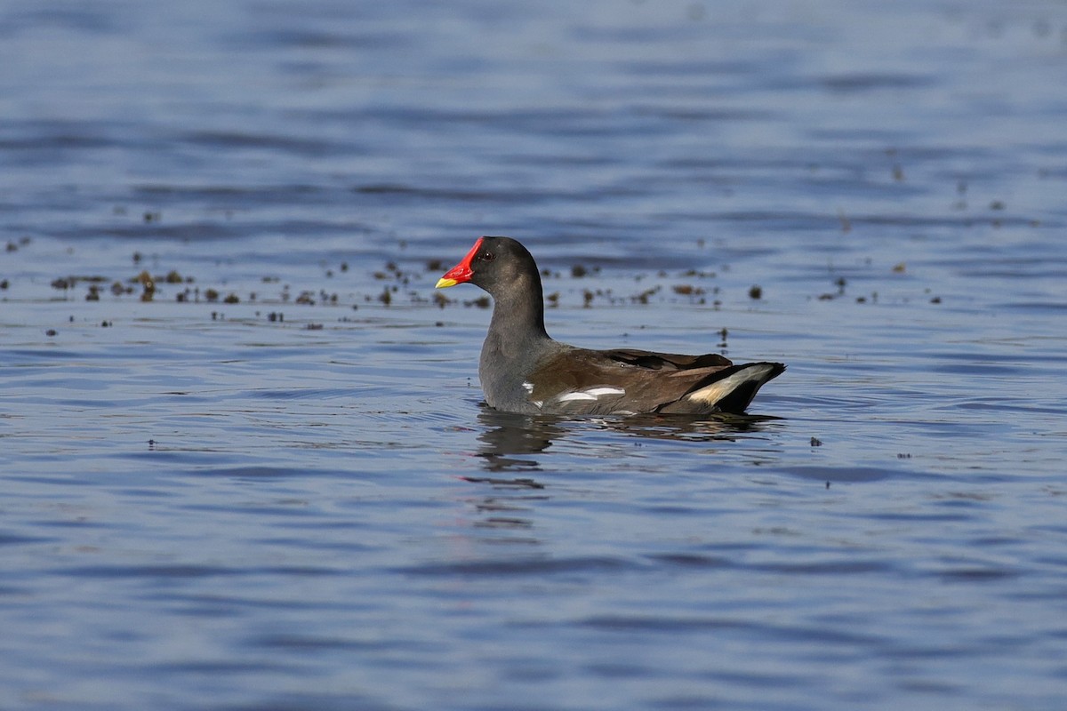 Uroilo arrunta - ML646788694