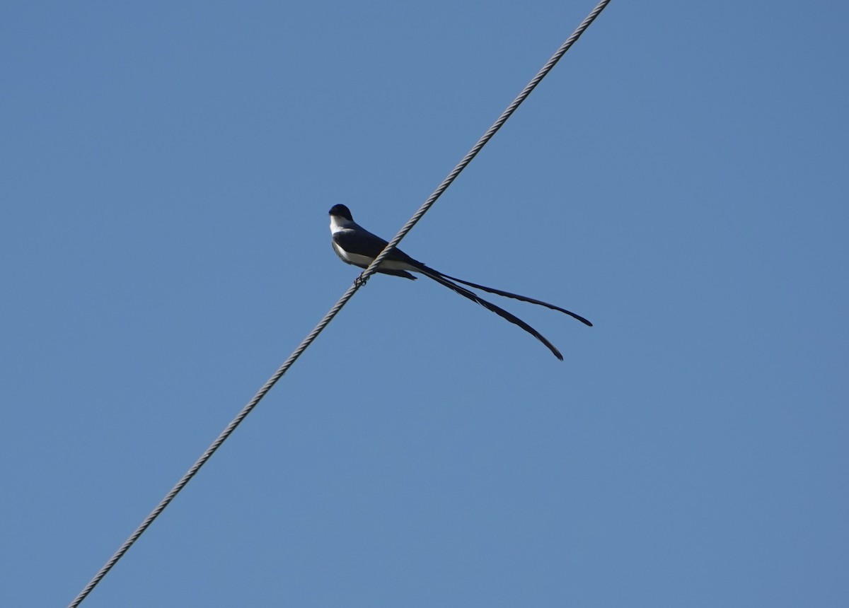Fork-tailed Flycatcher - ML646788696