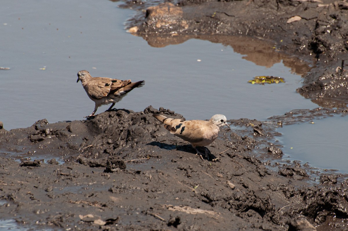 Горлиця сомалійська - ML646788697