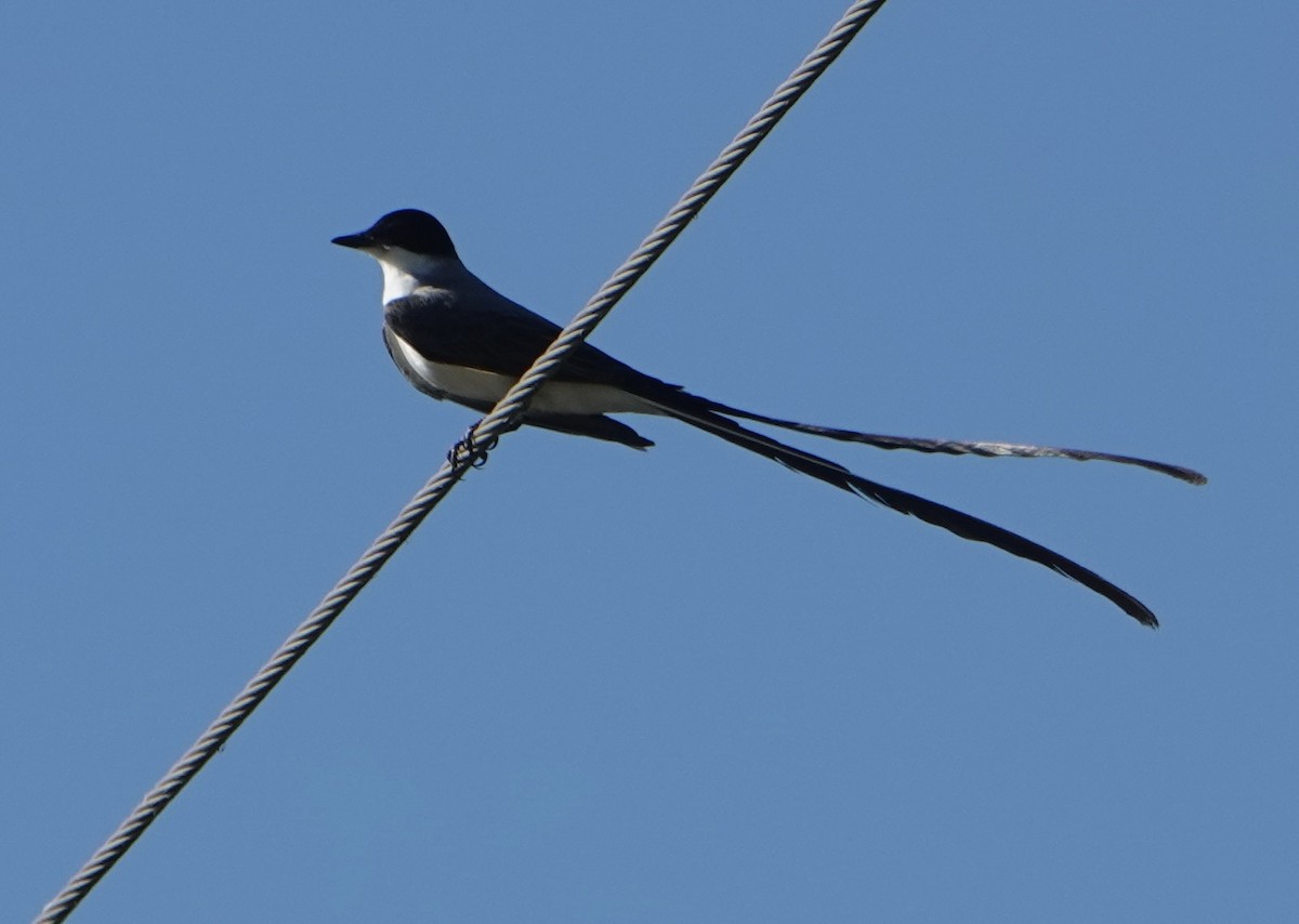 Fork-tailed Flycatcher - ML646788698