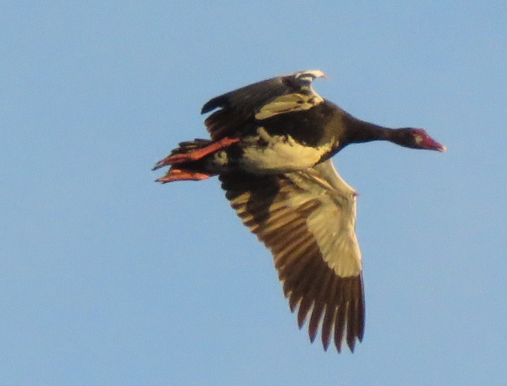 Spur-winged Goose - ML646788699