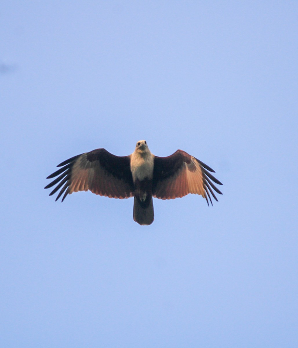 braminglente - ML646788700