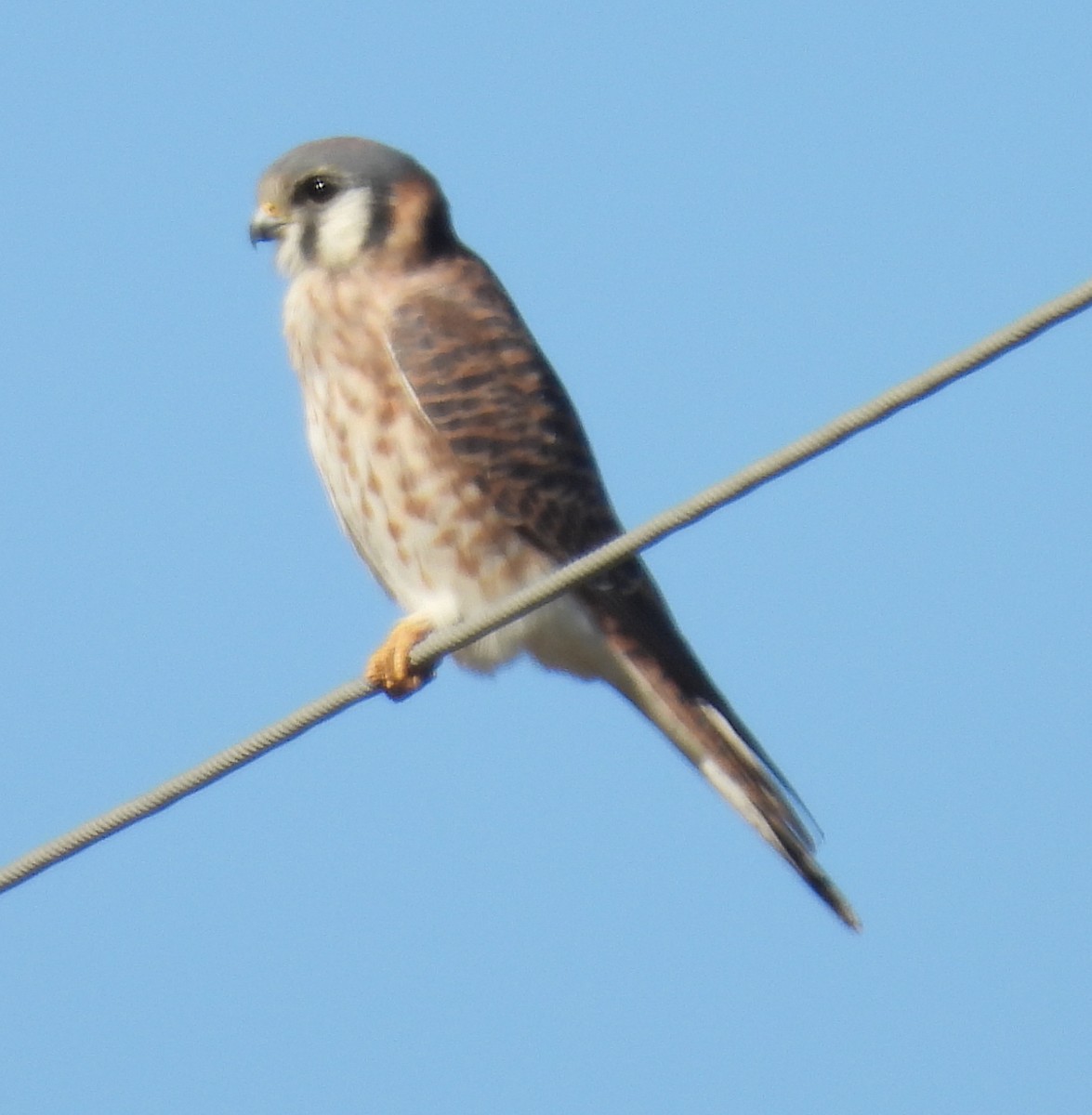 Воробьиная пустельга - ML646788702