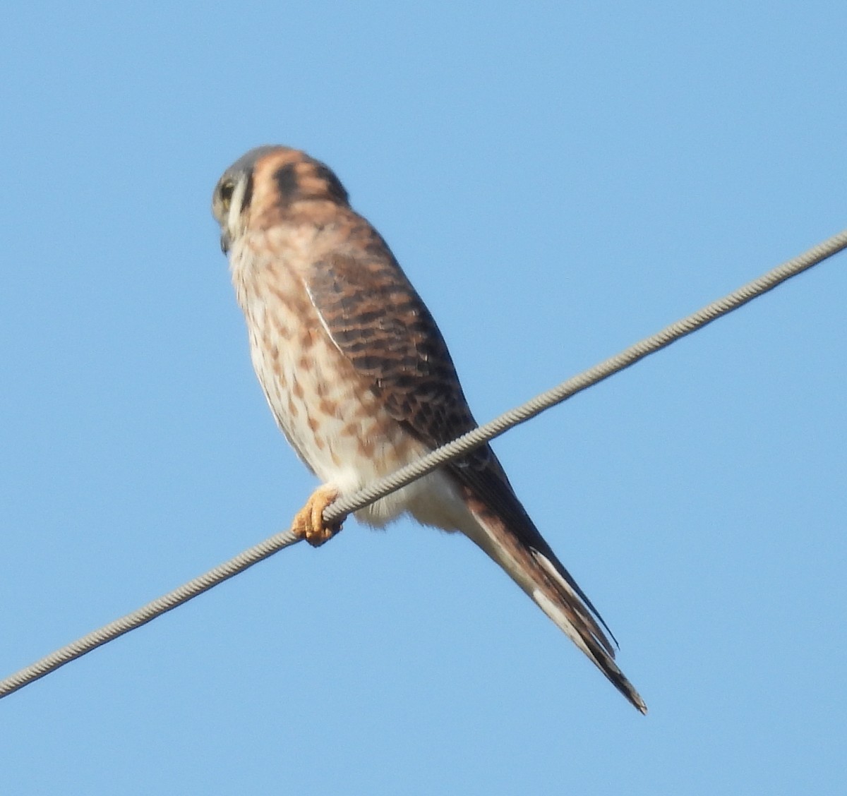 Воробьиная пустельга - ML646788703