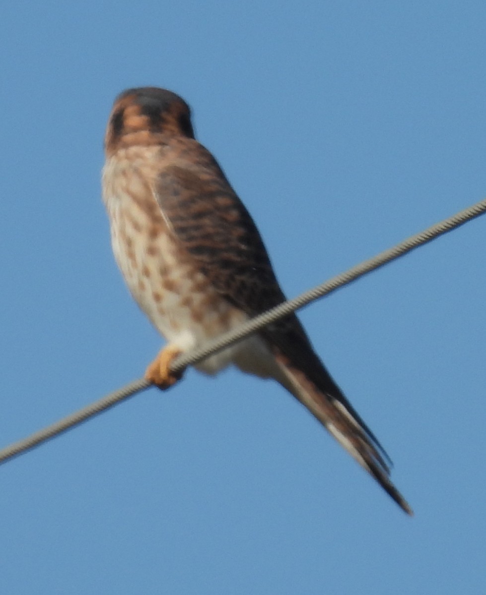 Воробьиная пустельга - ML646788704