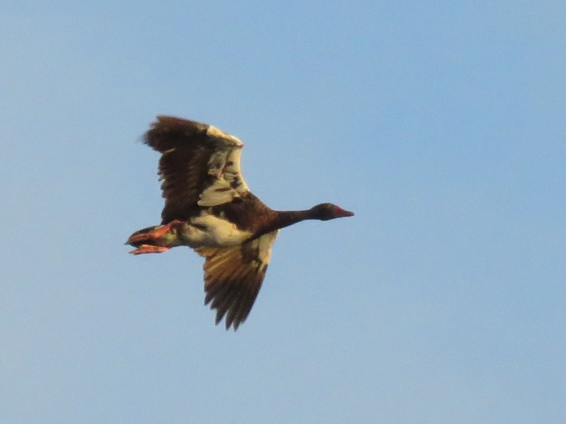 Spur-winged Goose - ML646788705