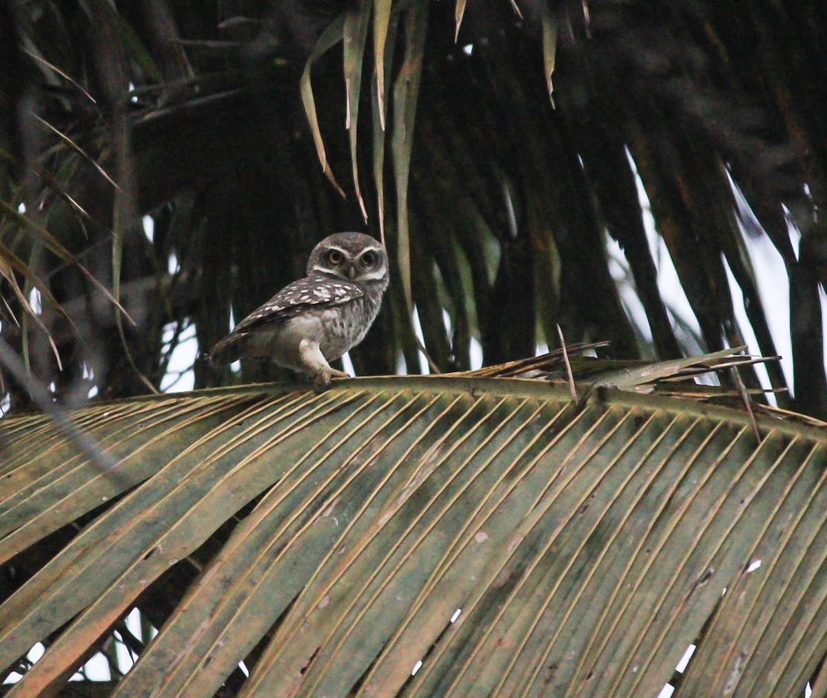 tempelugle - ML646788706