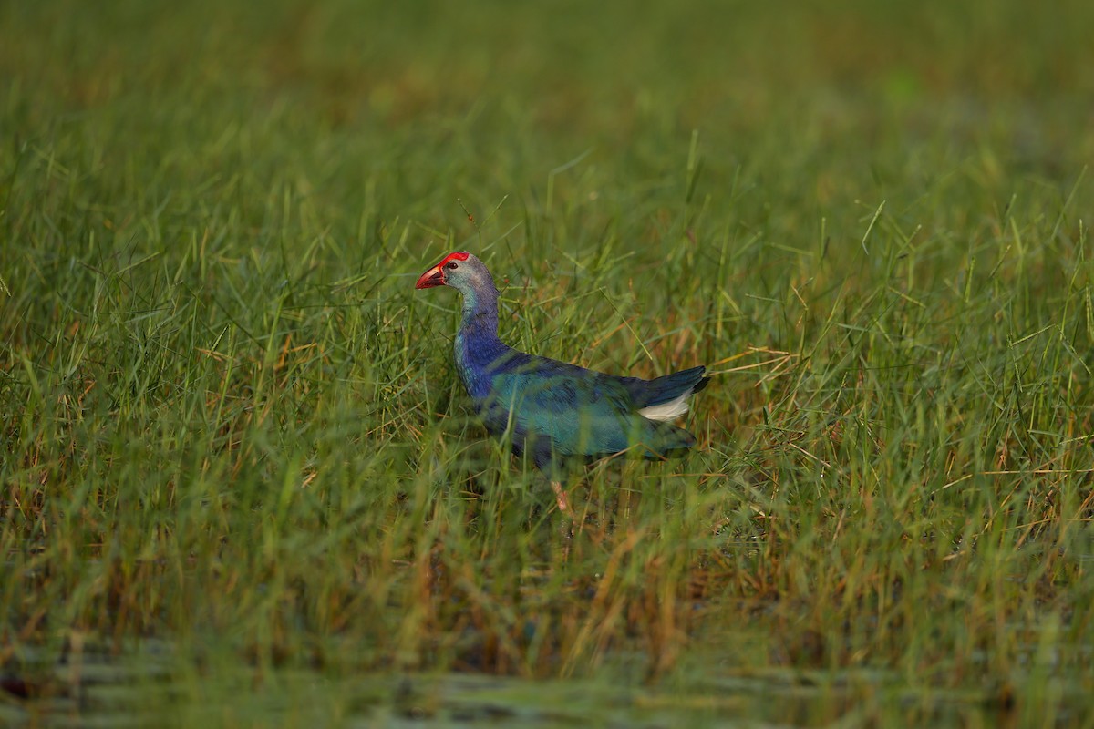 Gray-headed Swamphen - ML646788707