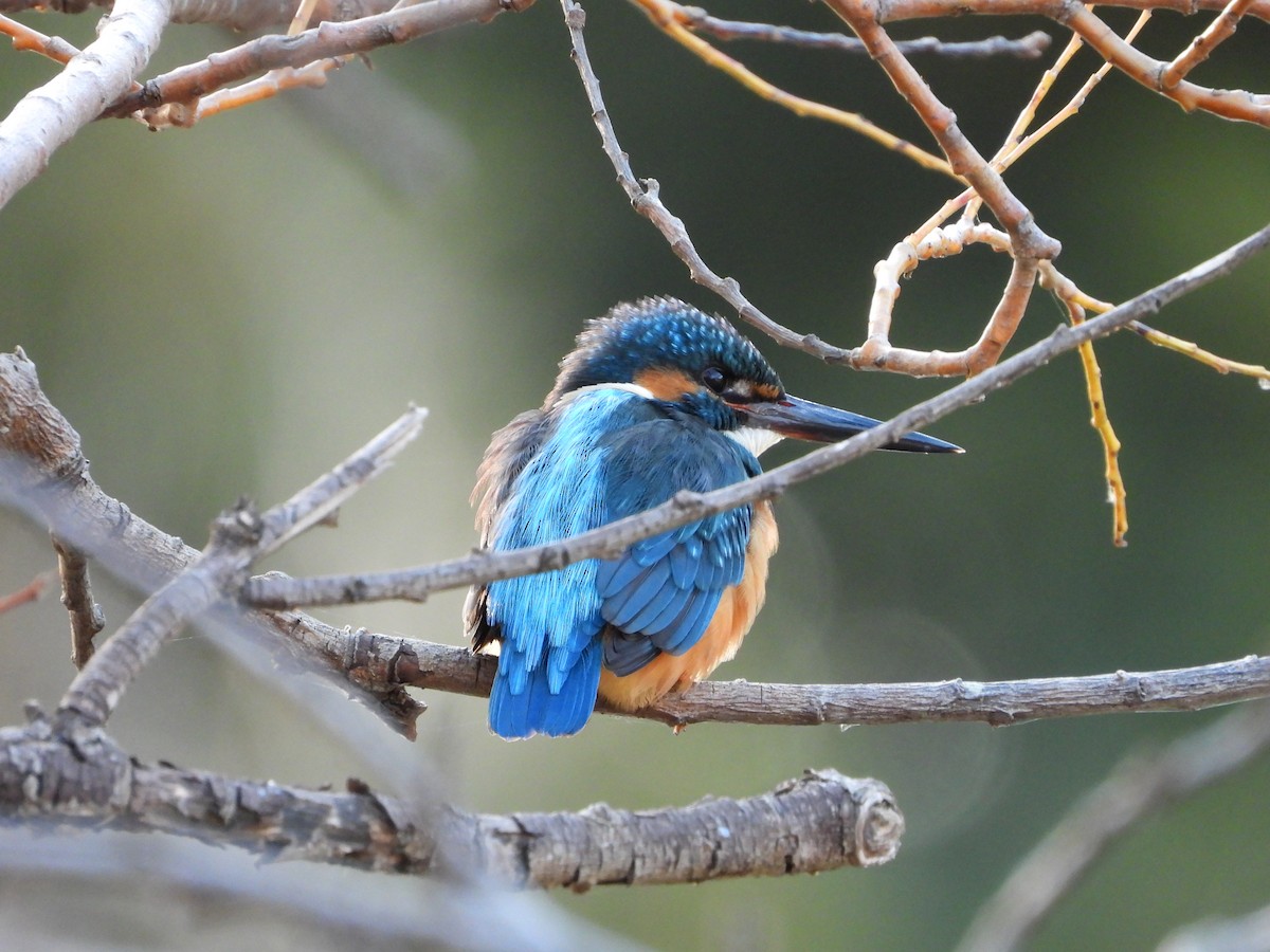 isfugl - ML646788710