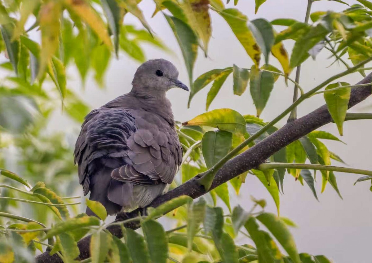 Halsringtaube - ML646788712