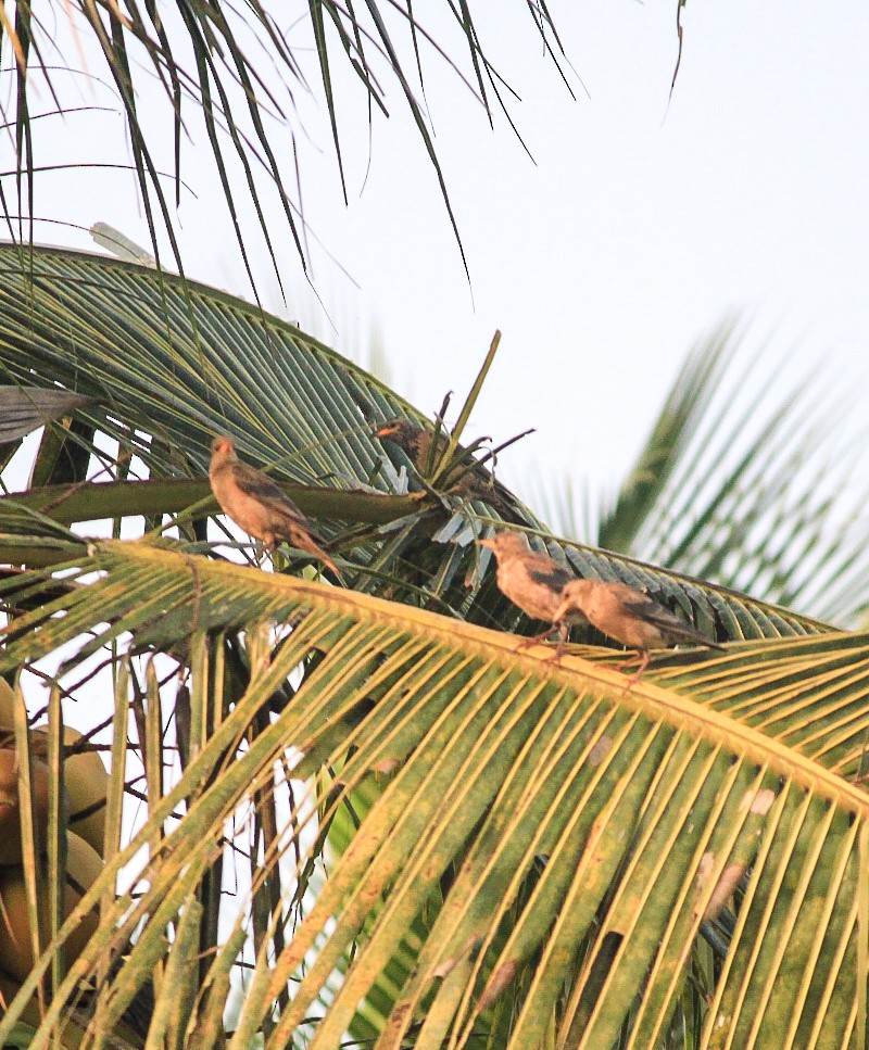 Rosy Starling - ML646788713