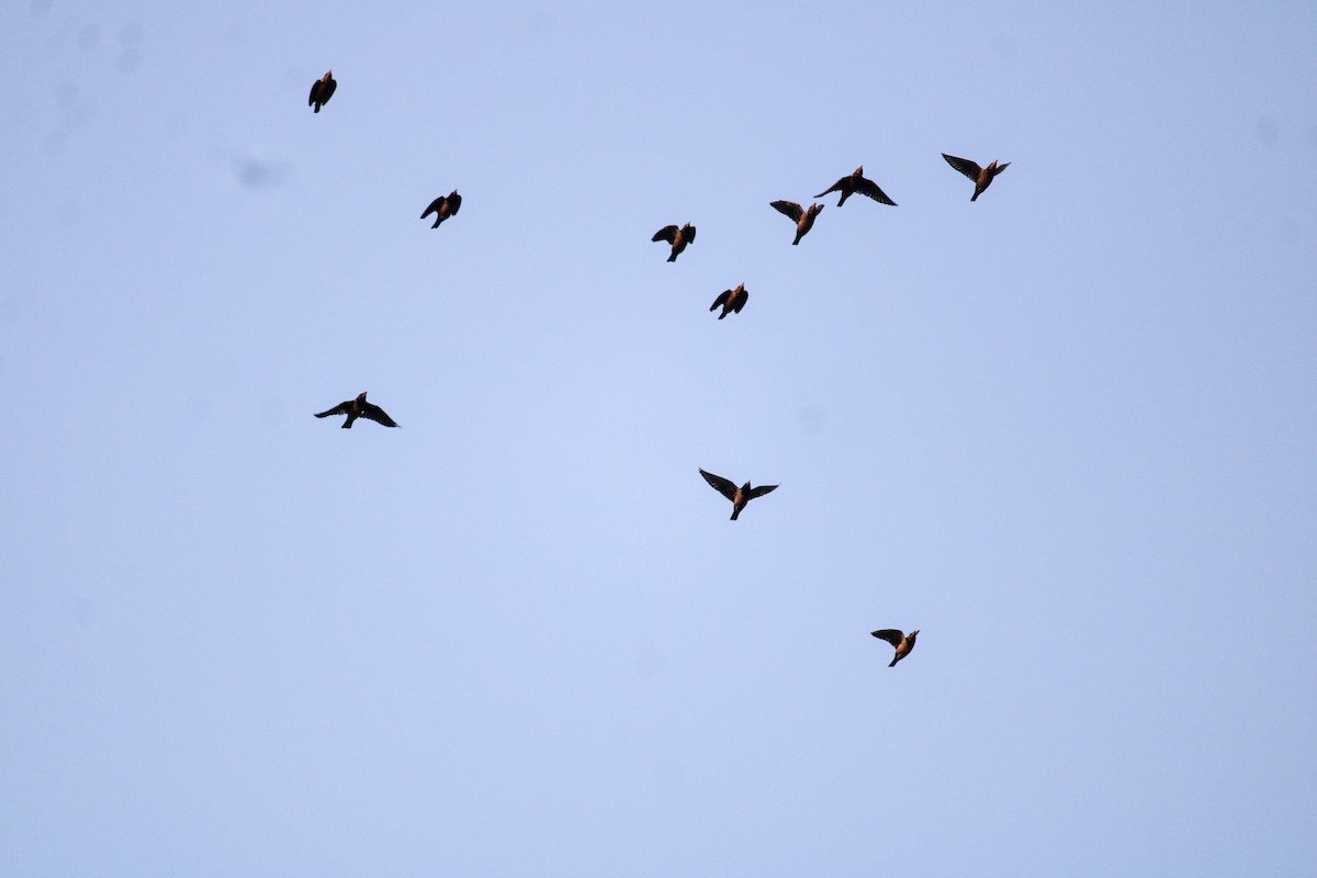 Rosy Starling - ML646788714