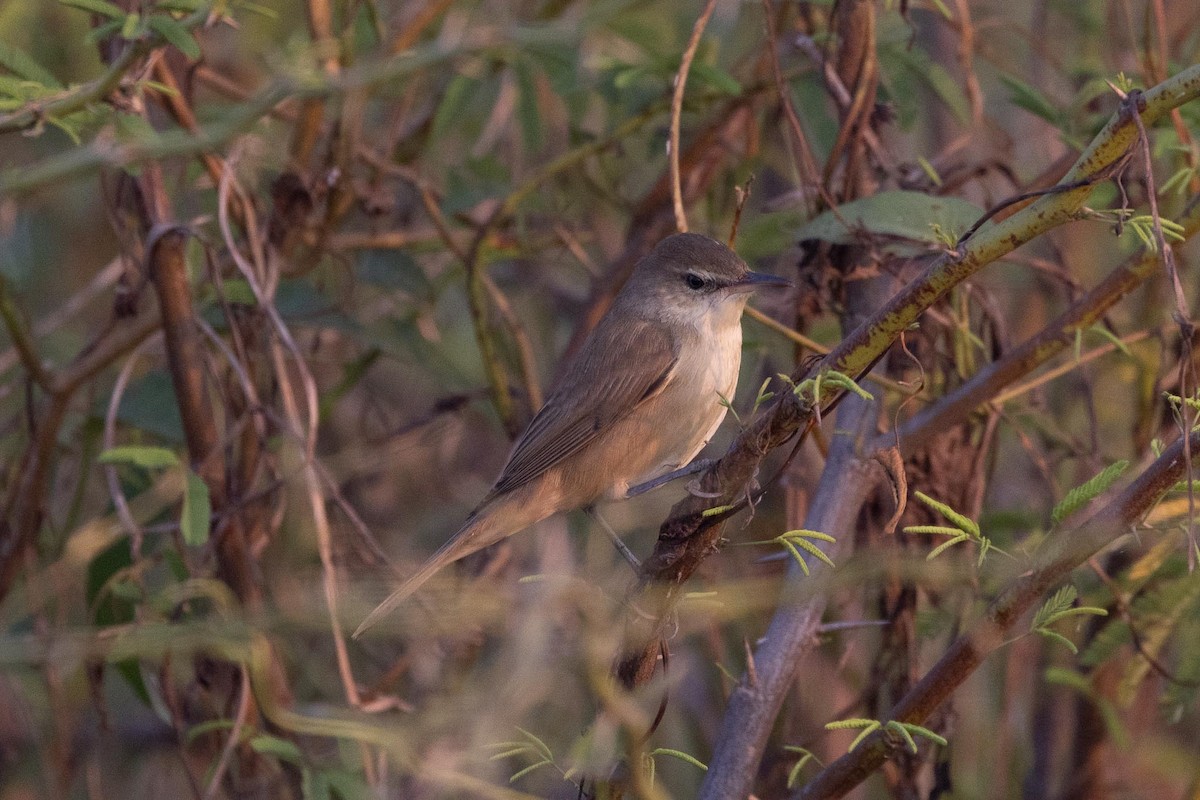 קנית אפריקנית - ML646788715