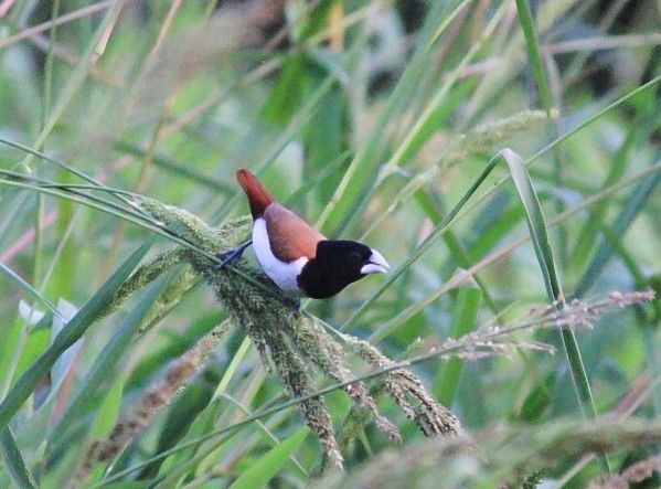 svarthodenonne - ML646788717