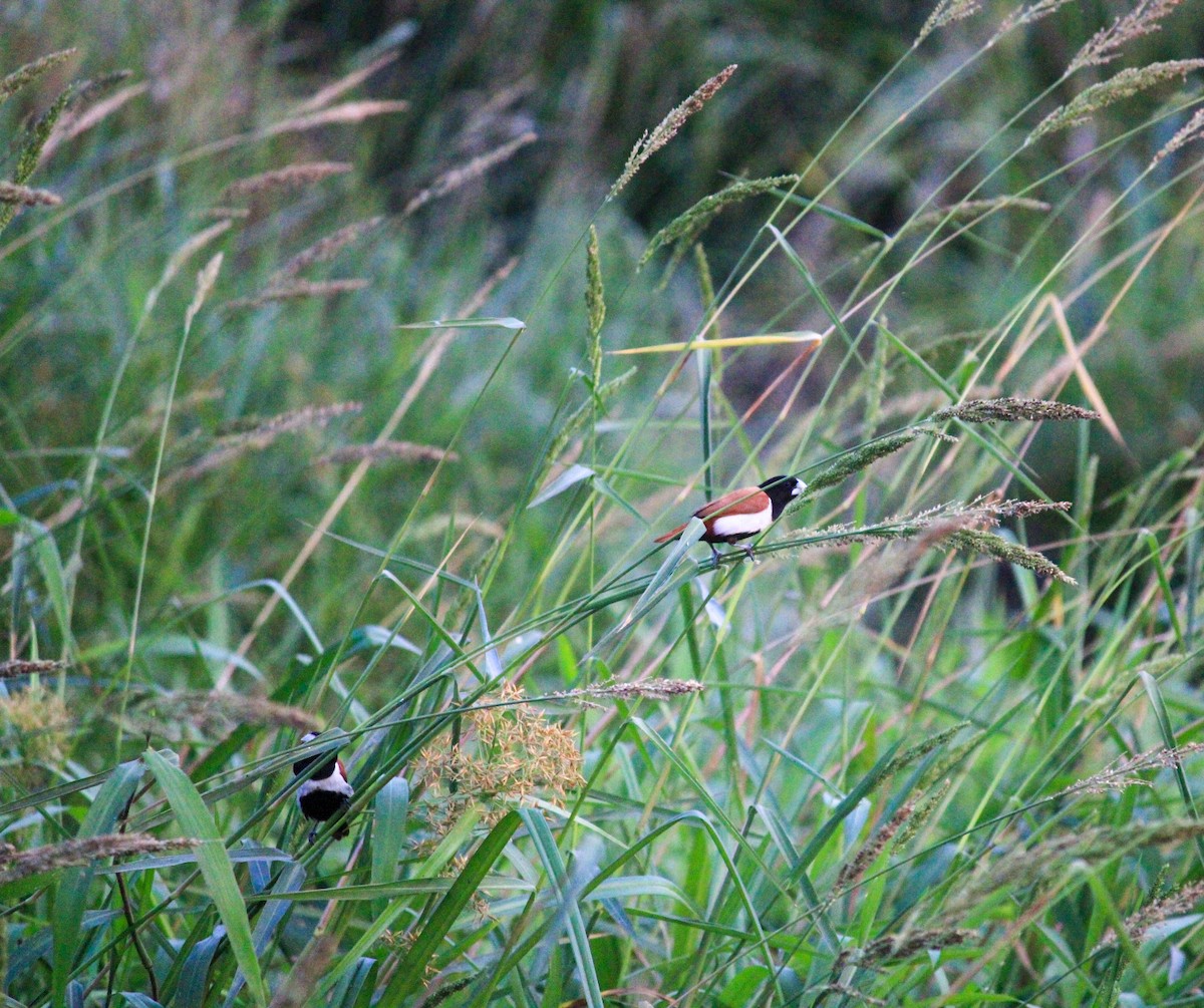 svarthodenonne - ML646788718