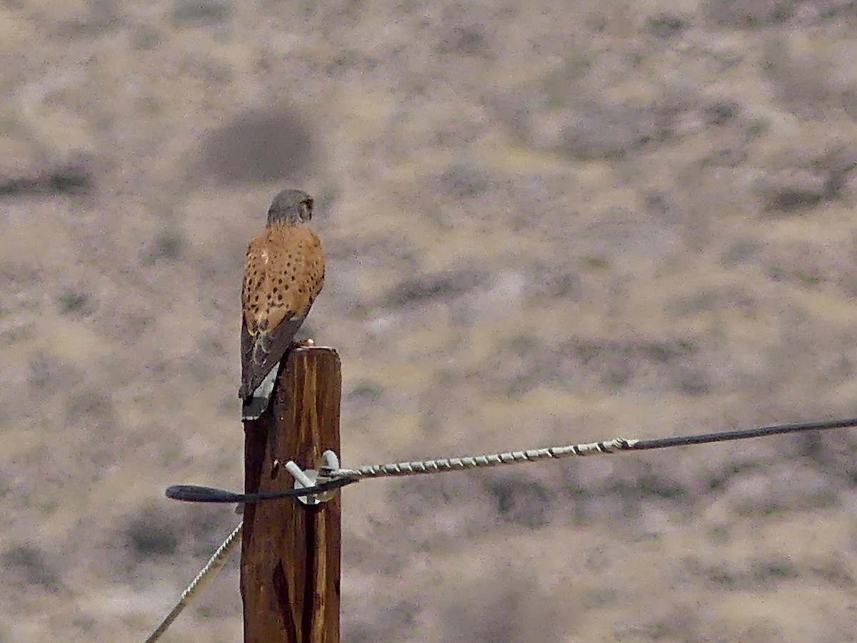 Скальная пустельга - ML646788720